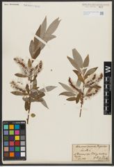Foto von Salix alba L.